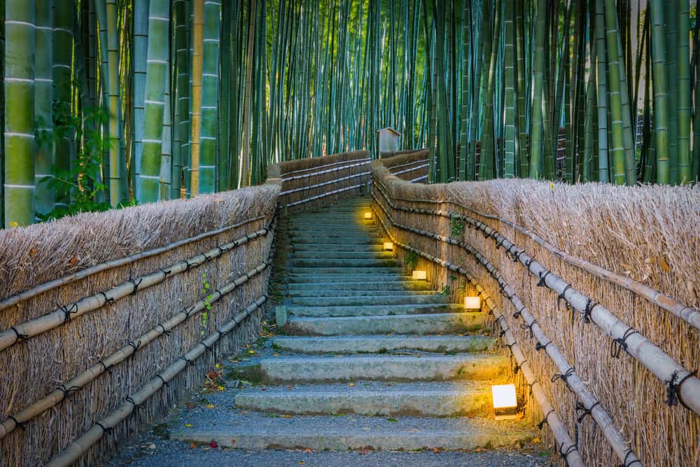 bamboo grove