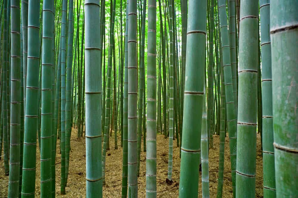 bamboo grove